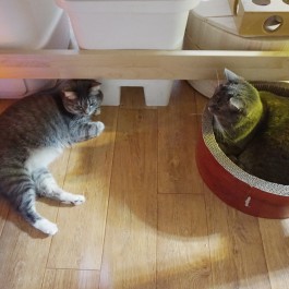 데스크 아래 두 고양이