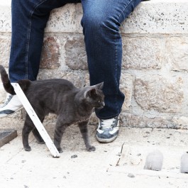사람과 고양이 – 크로아티아의 길고양이 ⑩