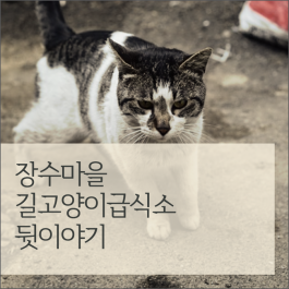 성북구 장수마을 길고양이급식소 뒷이야기
