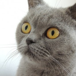Q. 하루 중 고양이가 가장 좋은 시력을 자랑할 때는?