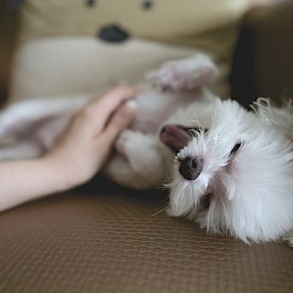 농식품부, 반려동물 보호 및 관련산업 육성대책 추진