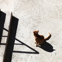 계단 - 크로아티아의 길고양이 ⑰