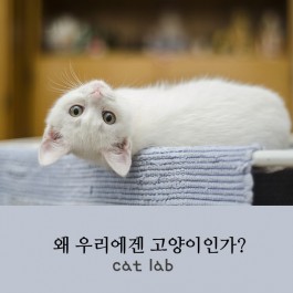 우리에겐 왜 고양인가?