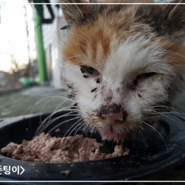 “한 번만이라도 고통 없이 밥을 먹게 해주고 싶습니다” 카라, 길고양이 구내염 치료지원 시범사업  실시