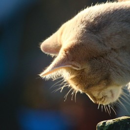 Q.  고양이는 개미가 잔디밭을 기어가는 소리까지 들을 수 있다?