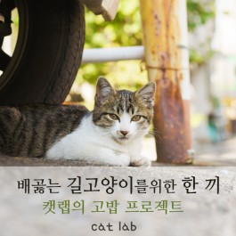 배곯는 길고양이를 위한 한 끼 - ①