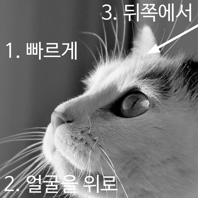 고양이 안약 넣을 때 중요한 포인트 3가지