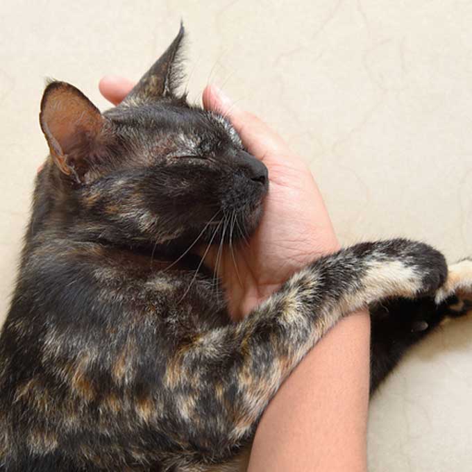 고양이가 집사 몸을 꼭 끌어안고 자는 이유 5