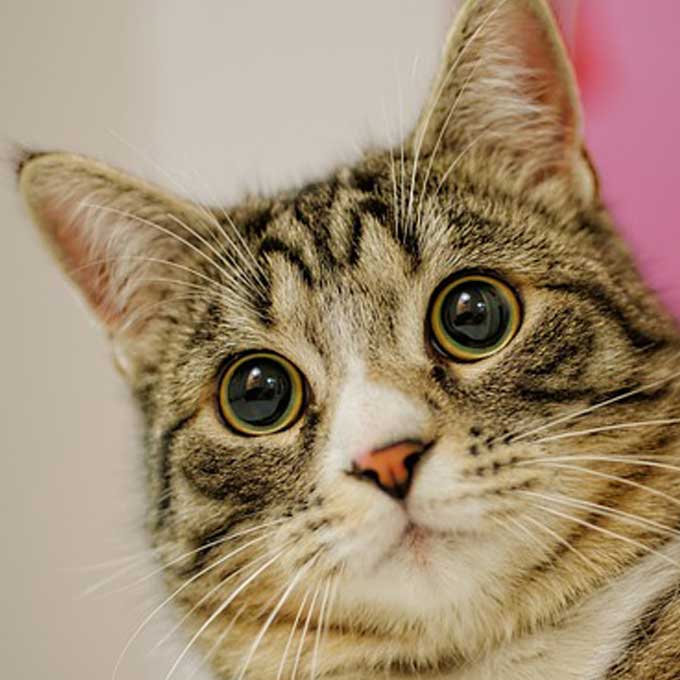 당신이 진짜 몰랐던 고양이 눈에 관한 놀라운 비밀 8