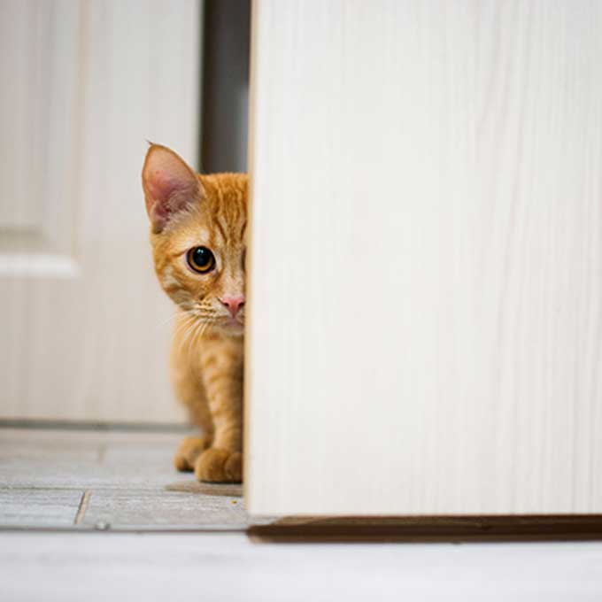 고양이가 집사를 관찰 또는 감시하는 곳 5
