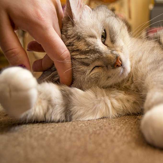 고양이 수명을 단축시키는 양육법 4