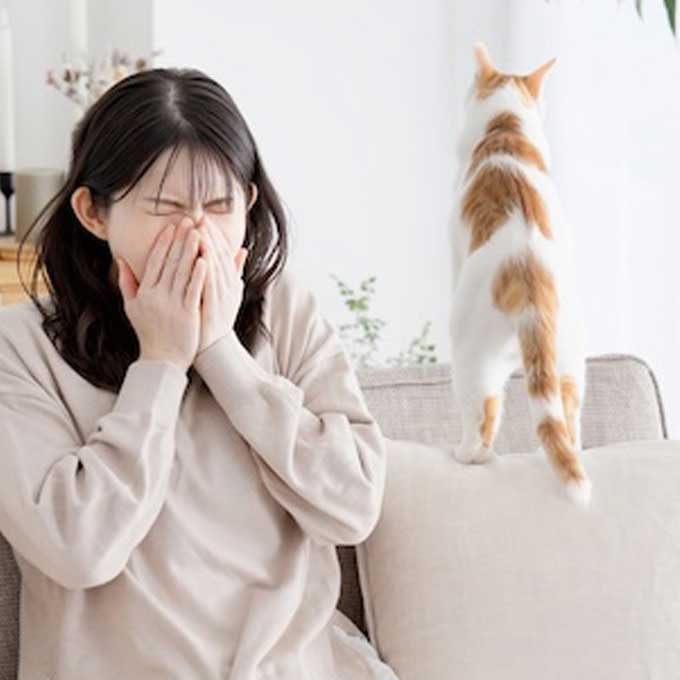 고양이 털 알레르기 어디까지 관리할 수 있을까? 피부염으로 외모까지 역변함