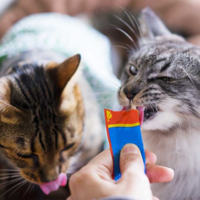 1초 만에 고양이 기분 좋아지게 하는 법 2