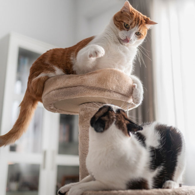 고양이 3대 스트레스: 방광염과 만성 질환으로 이어진다