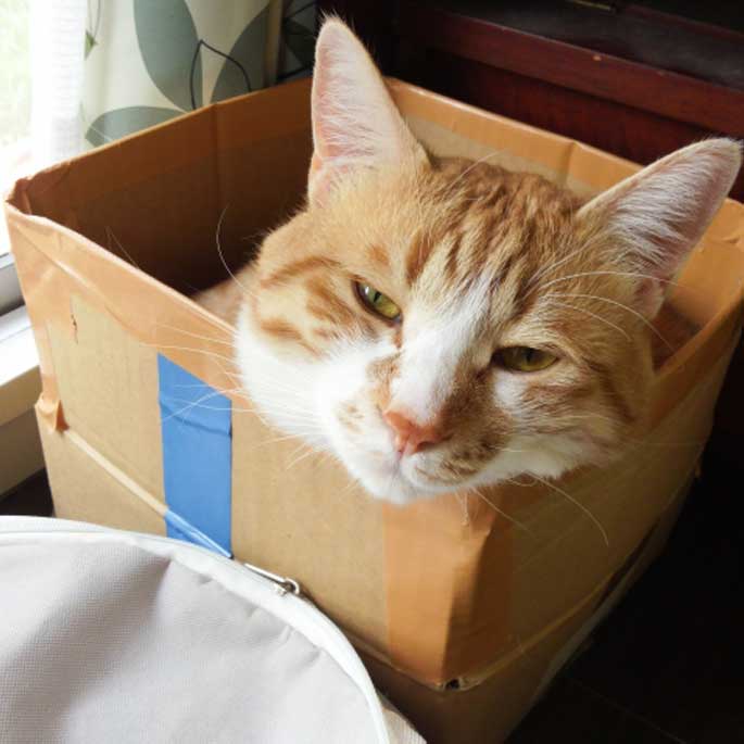 고양이 스트레스 줄이고 싶다면 ‘상자’ 줄 것