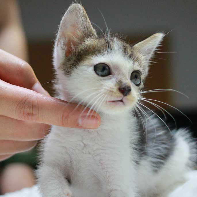 우리나라 집사들이 가장 많이 모시는 고양이는 코숏