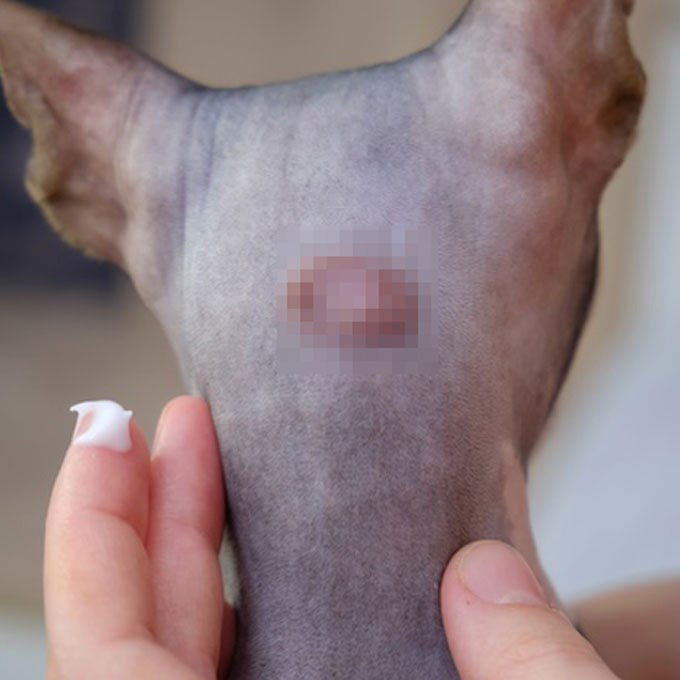 고양이 빗질(브러싱) 안 해주면 생기는 문제 3, 미루지 말자