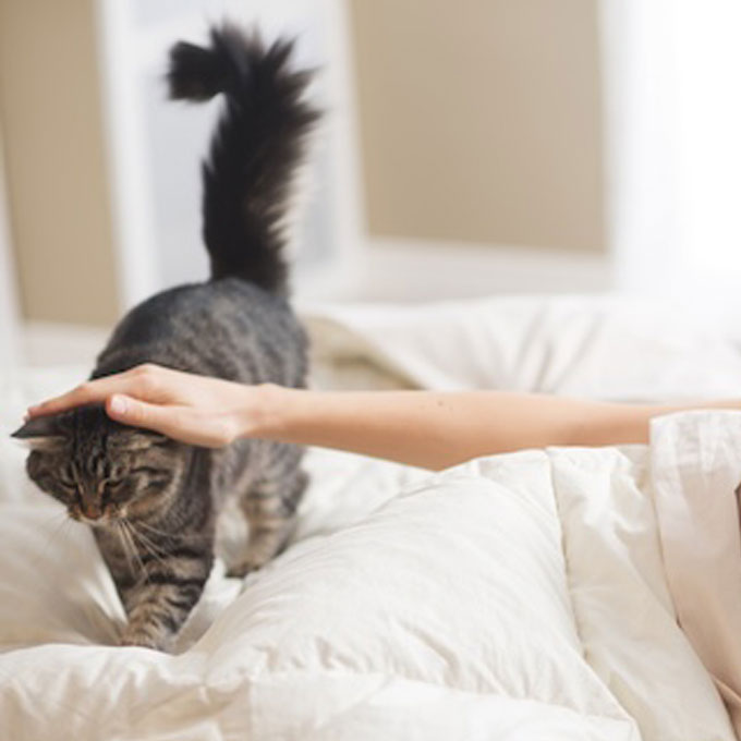 자기 전 고양이가 반드시 거치는 ‘야간 루틴’ 3