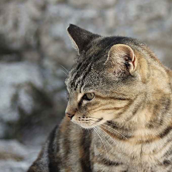 길고양이 중성화 수술 10년, 절반 가까이 감소