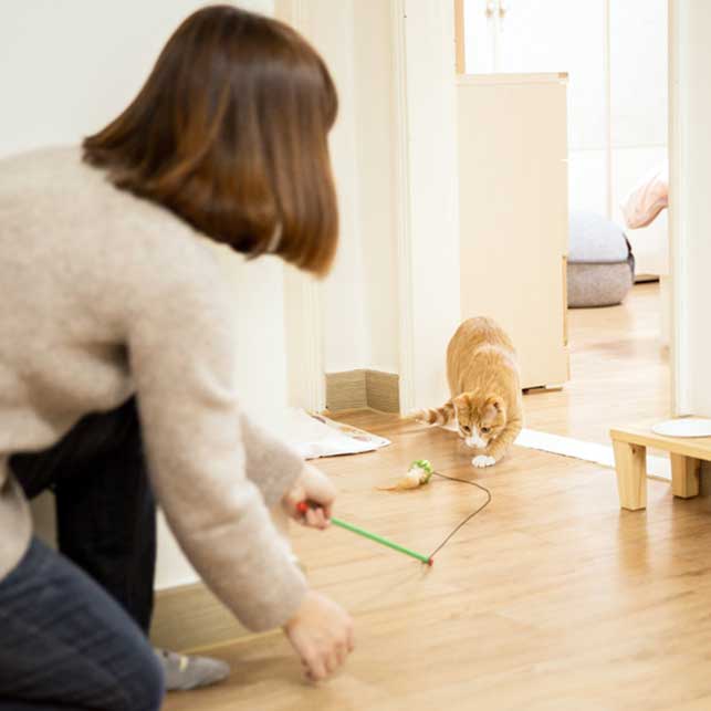 집사가 해주면 고양이가 기뻐하는 것 3