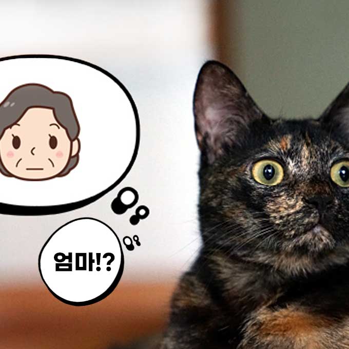 고양이, 가족 이름 싹 다 안다