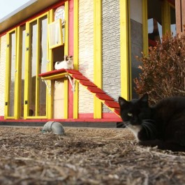 강동구청, 청사옥상에 현대식 콘테이너 길고양이 쉼터 조성