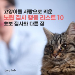 고양이를 사랑으로 키운 노련 집사의 행동 리스트 10, 초보 집사와 다른 점