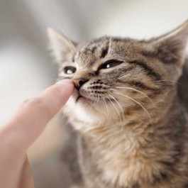 매일 약간의 노력으로 고양이 행복지수 높이는 방법 4