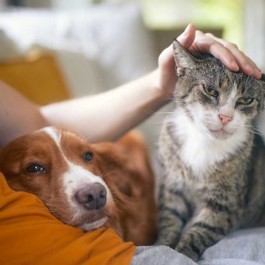 긍정적인 성격의 고양이 특징 3, 집안 공기가 부드러워짐