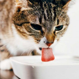 집사들이 놓친, 고양이 수분섭취를 늘리는 의외의 방법 4