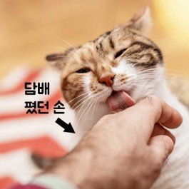 집에선 금연 해도···, 간접흡연은 고양이 암 유발