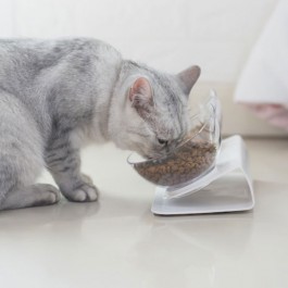 고양이가 음식이 ‘맛있을 때’와 ‘맛없을 때’ 하는 행동 4
