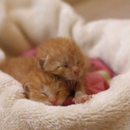 고양이 경단도 이때부터! 꼬물이 때도 보이는 냥 습성 3