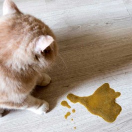 고양이에게 강아지 사료 주면 안 되는 이유 3, 타우린 결핍과 건강 위험