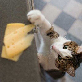 닭고기· 새우· 치즈…, 고양이가 좋아하는 대표 자연식품 바르게 주는 법