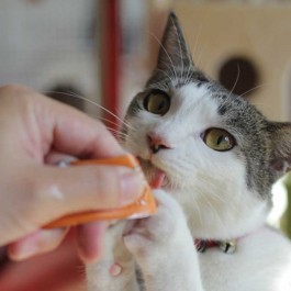 고양이가 집사에게 익숙해졌을 때 하는 행동 5