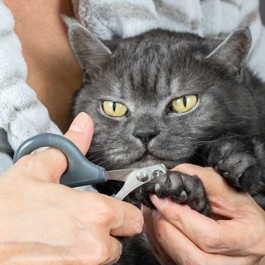 발톱을 짧게 달랐다면 NG, 매우 잘못된 고양이 몸위생관리법 5