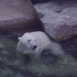 북극곰 통키의 죽음에 사육사 오열