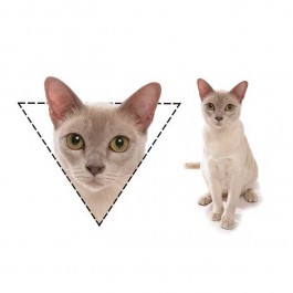사각형은 고양이 계의 리트리버, 고양이 얼굴형에 따른 성격진단