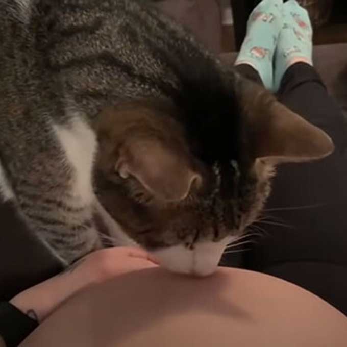 집사의 임신을 알아차리고 뱃속 아기에게 부드럽게 인사하는 고양이