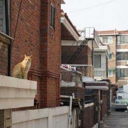 고양이 골목 - 야옹 ⑥