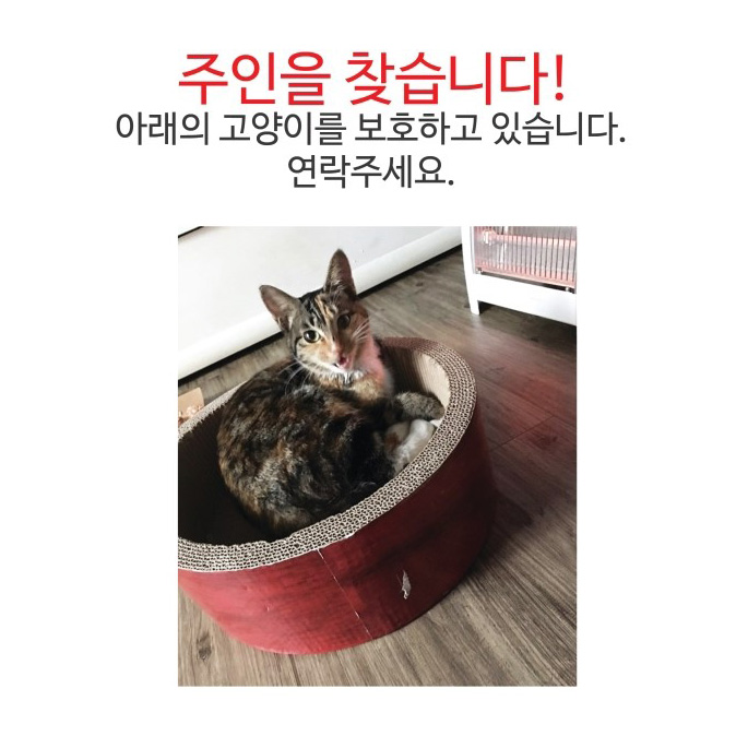 또 길고양이..., 그리고 동탄누리동물병원