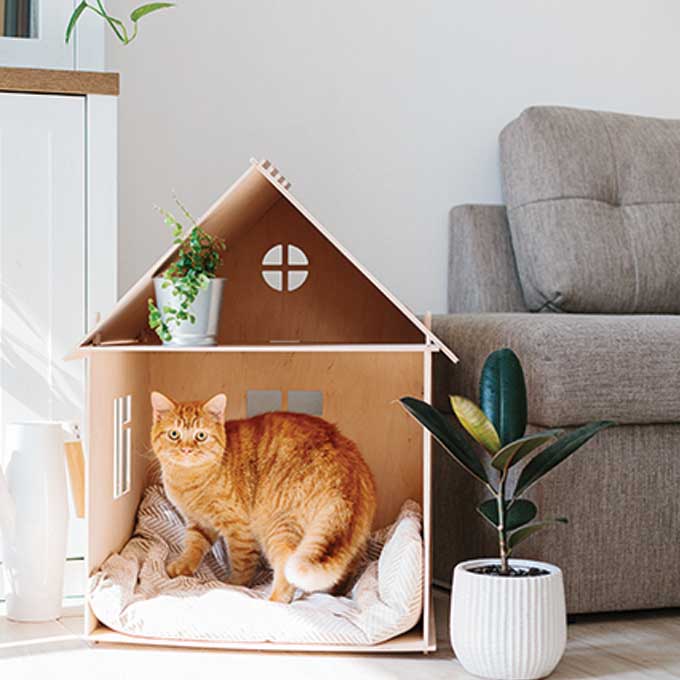당신 집은 몇 개? 고양이가 생각하는 아늑한 집 조건 3