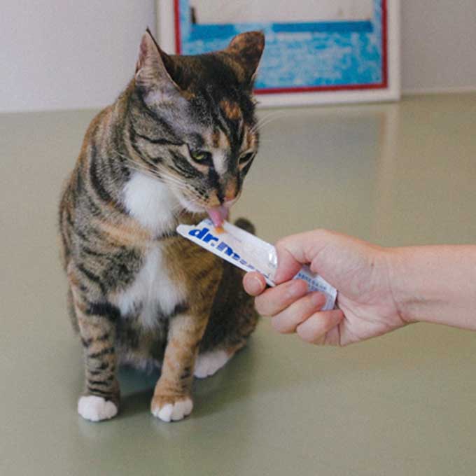 그 귀하다는 동충하초를! 고양이 면역력에는 ‘닥터뮨’