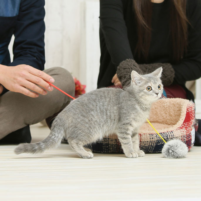 야생고양이, 귀여운 외모와 독립적 성격 덕에 반려묘 됐다