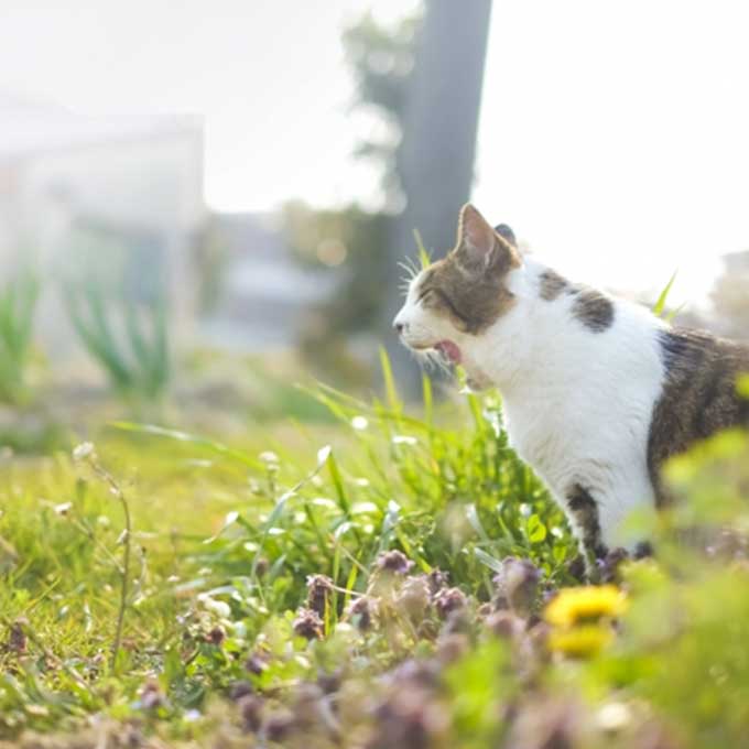 오늘 만난 길고양이는 몇살일까? ‘고양이 나이 알아보는 법’