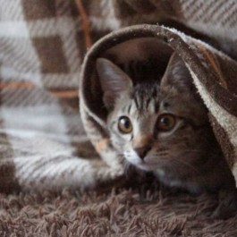 일본 냥들의 겨울 나는 법으로 세워보는 고양이 추위 대책