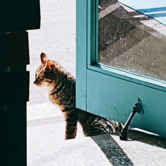 따듯한 품이 그리운 길고양이 대박이