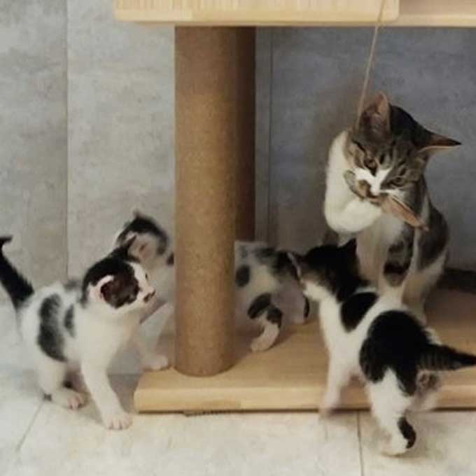 입양 - “이 행복, 계속될 수 있겠죠?” 빌라 계단 밑 여섯 고양이 가족