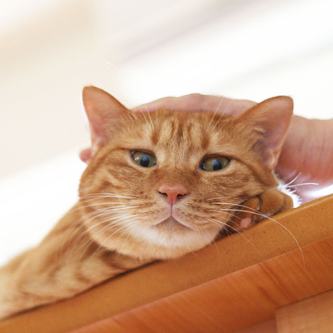 골골송까지 부르던 고양이가 갑자기 쓰다듬는 손을 무는 이유 2